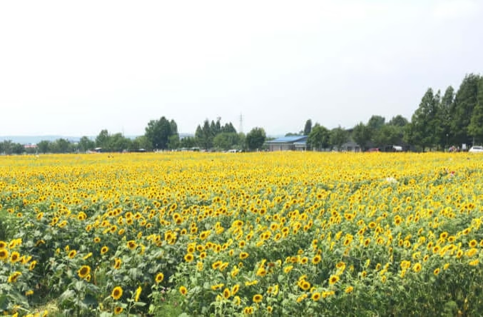 小野市立向日葵之丘公園