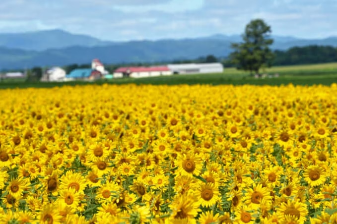 名寄市向日葵花田